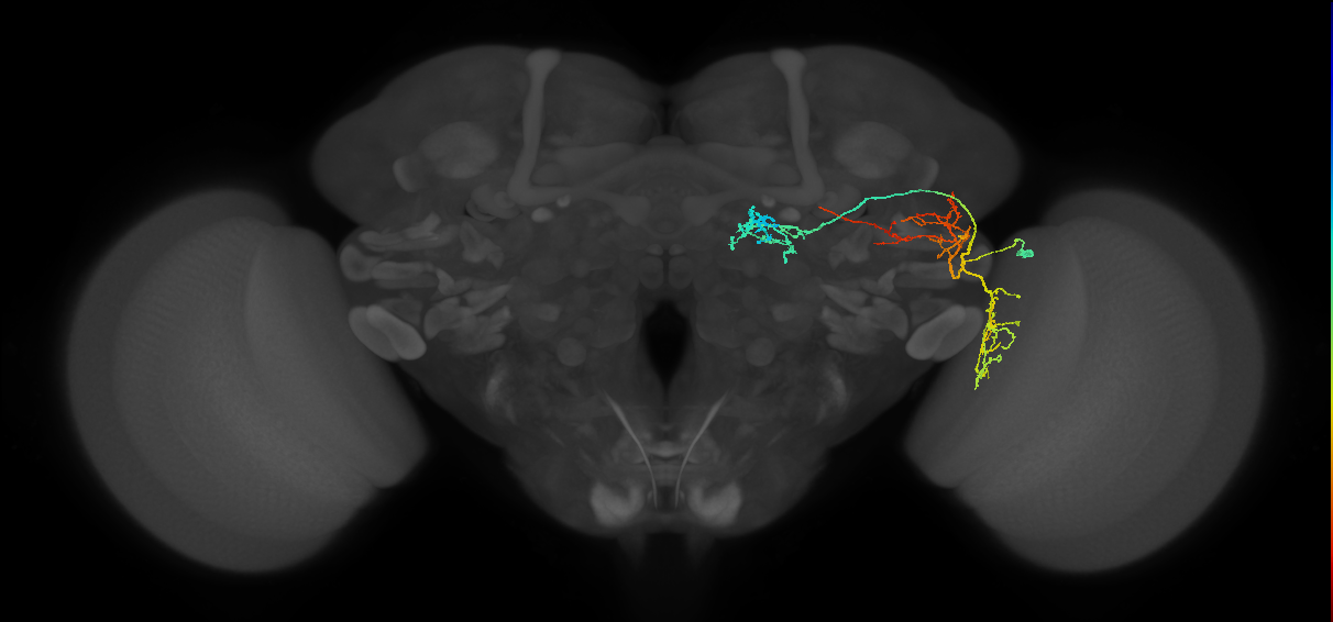 LC33_R (FlyEM-HB:1260883995)