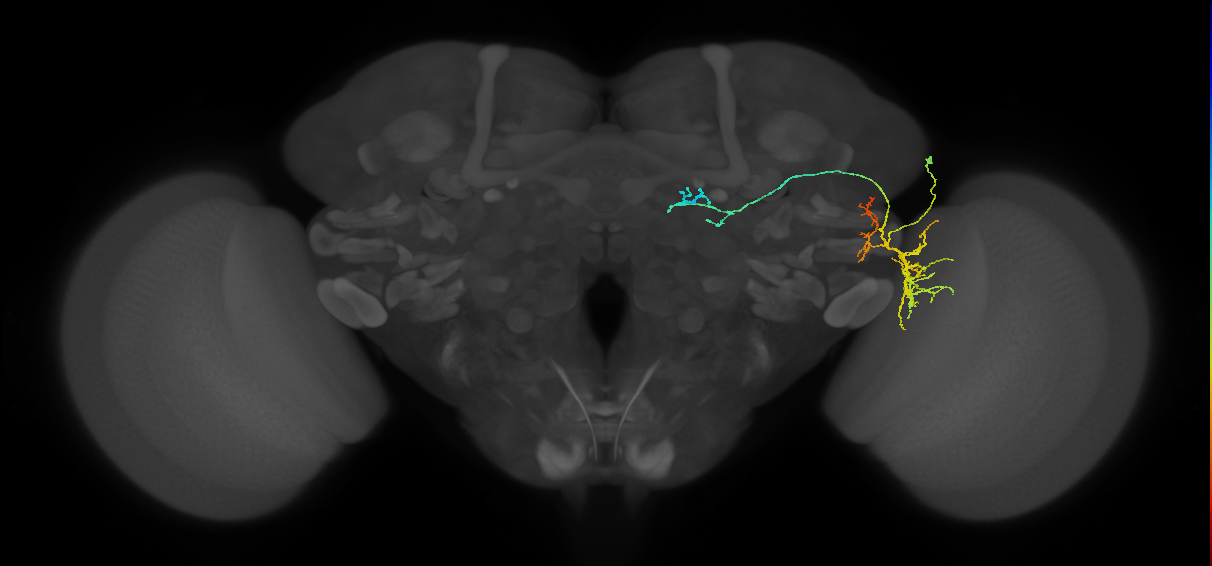 LC33_R (FlyEM-HB:1263646693)