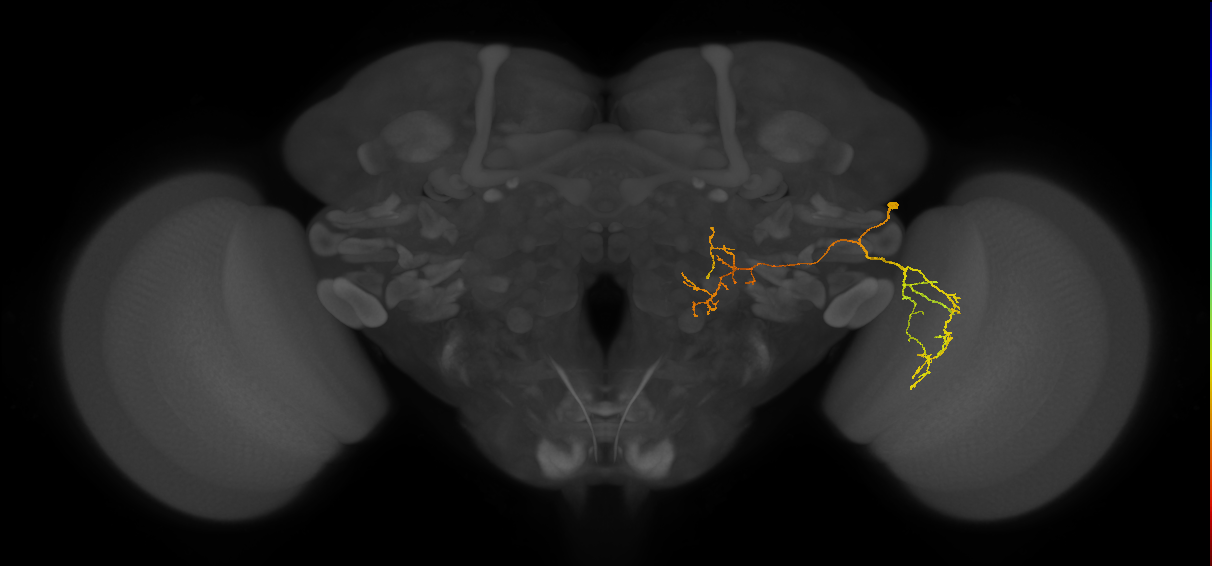 LC35_R (FlyEM-HB:1502701269)