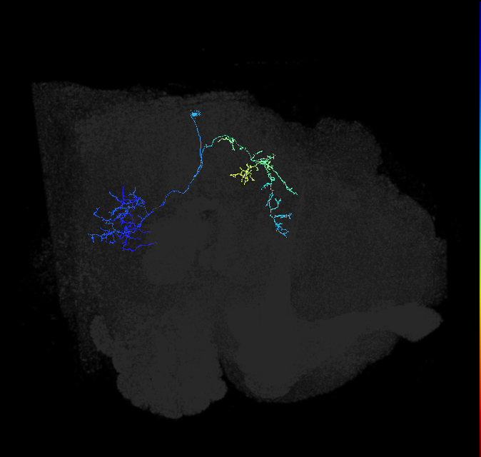 LC37b_R (FlyEM-HB:1685555983)