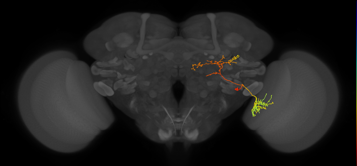 LC37b_R (FlyEM-HB:1685555983)