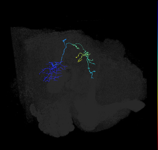 LC37b_R (FlyEM-HB:1253821732)