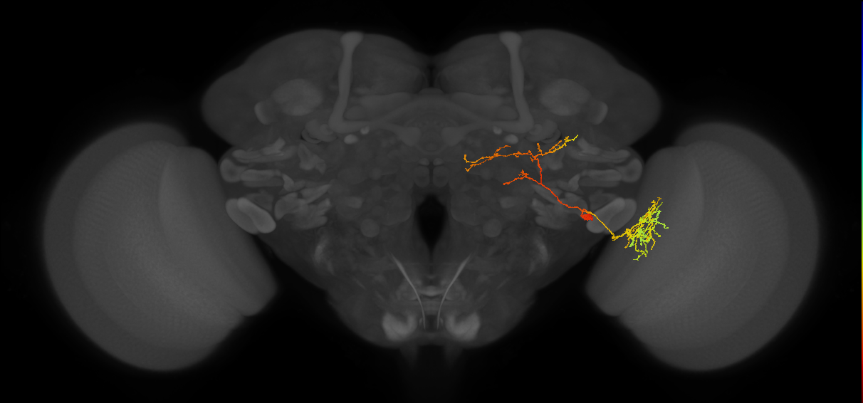 LC37b_R (FlyEM-HB:1253821732)