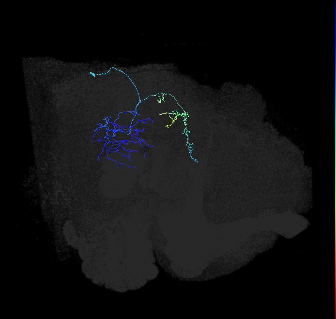 LC37b_R (FlyEM-HB:1467987587)