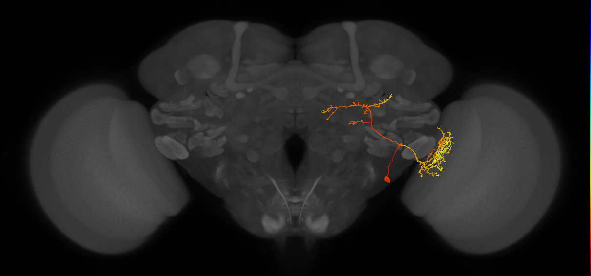 LC37b_R (FlyEM-HB:1467987587)