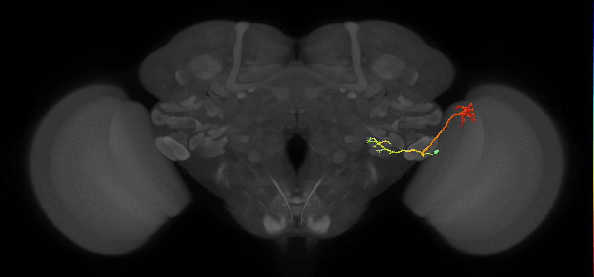 LC4 (FlyEM-HB:1189559257)