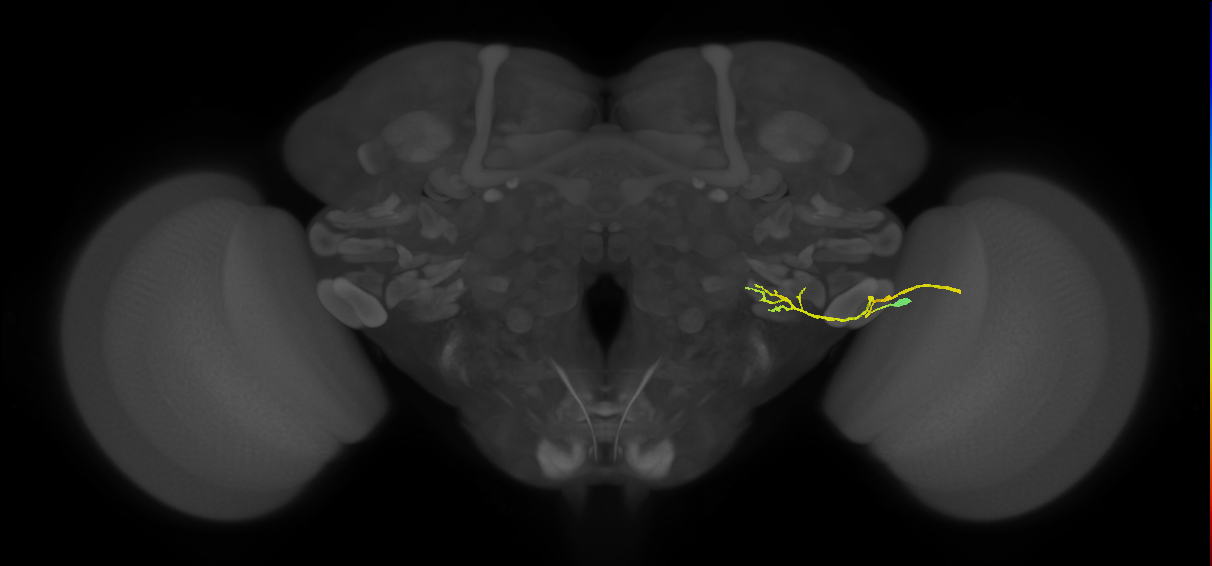 LC4 (FlyEM-HB:1907924777)