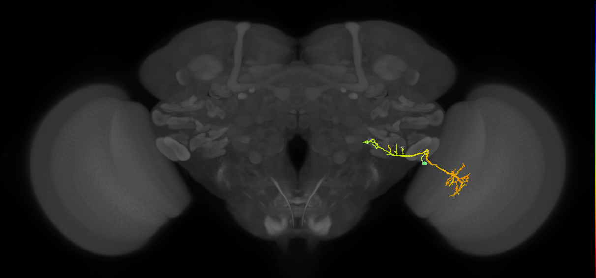 LC4 (FlyEM-HB:1907510214)