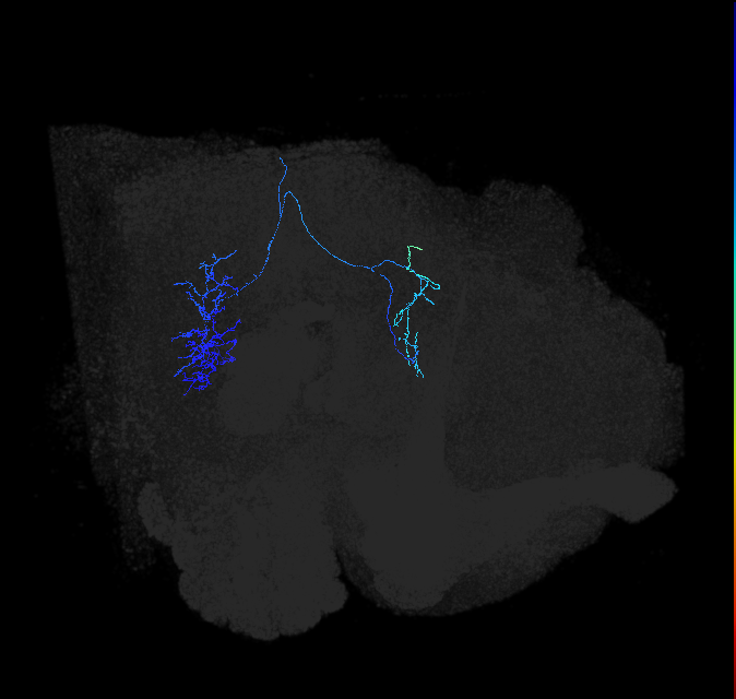 LC40a_R (FlyEM-HB:1255138222)