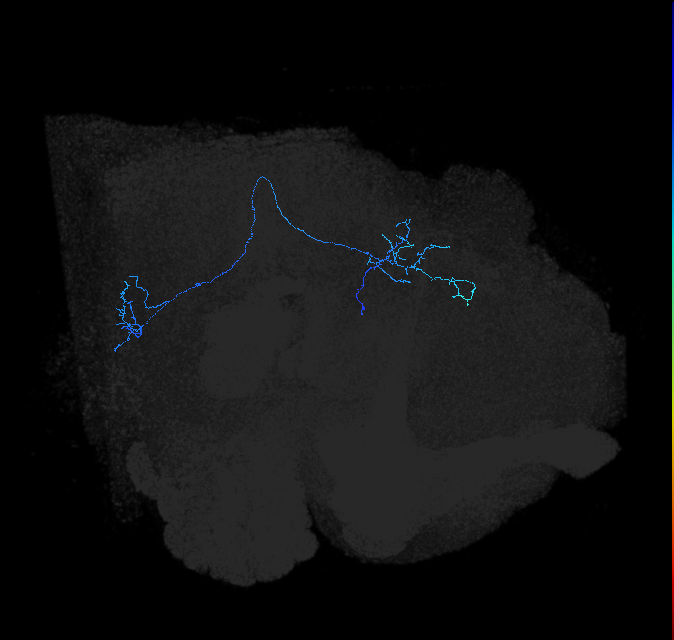 LC40b_R (FlyEM-HB:1067223806)