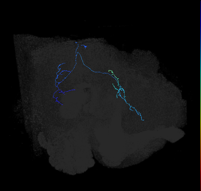 LC41_R (FlyEM-HB:857819389)