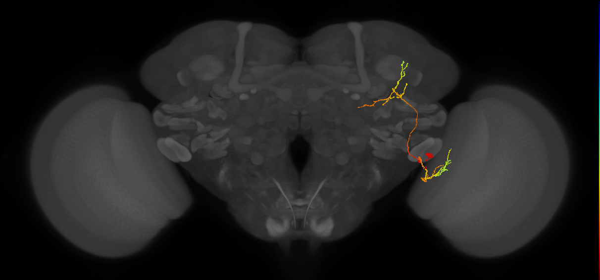 LC41_R (FlyEM-HB:857819389)