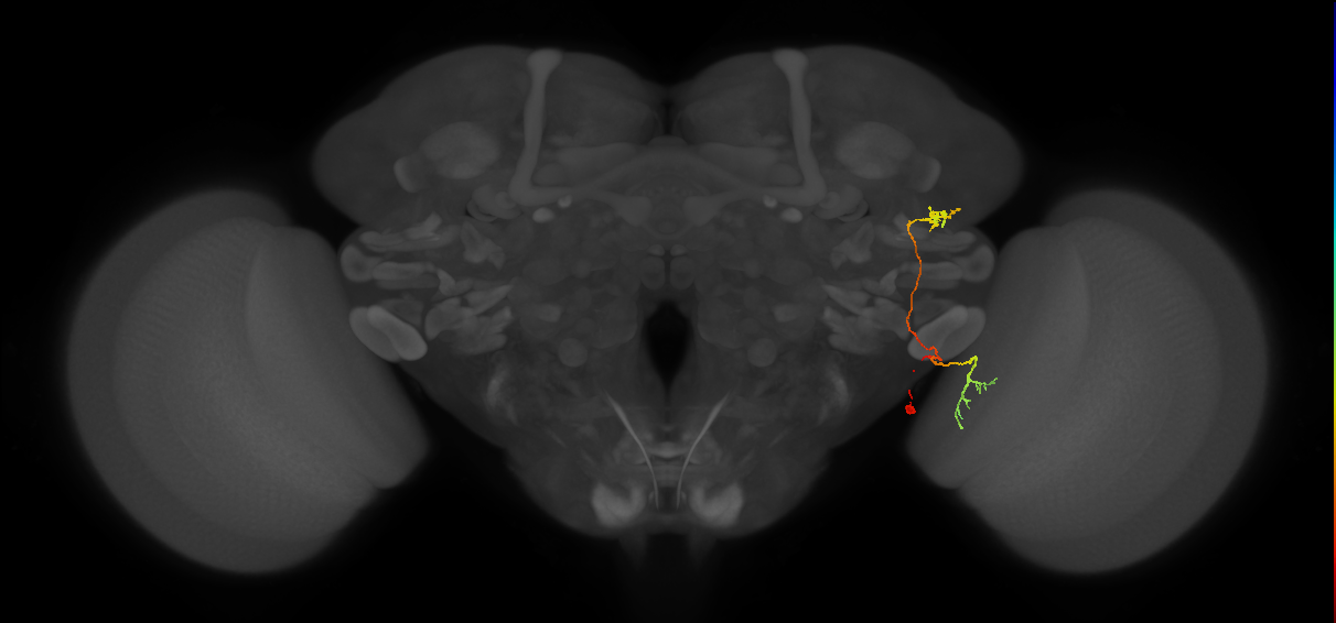 LC43_R (FlyEM-HB:1194384626)