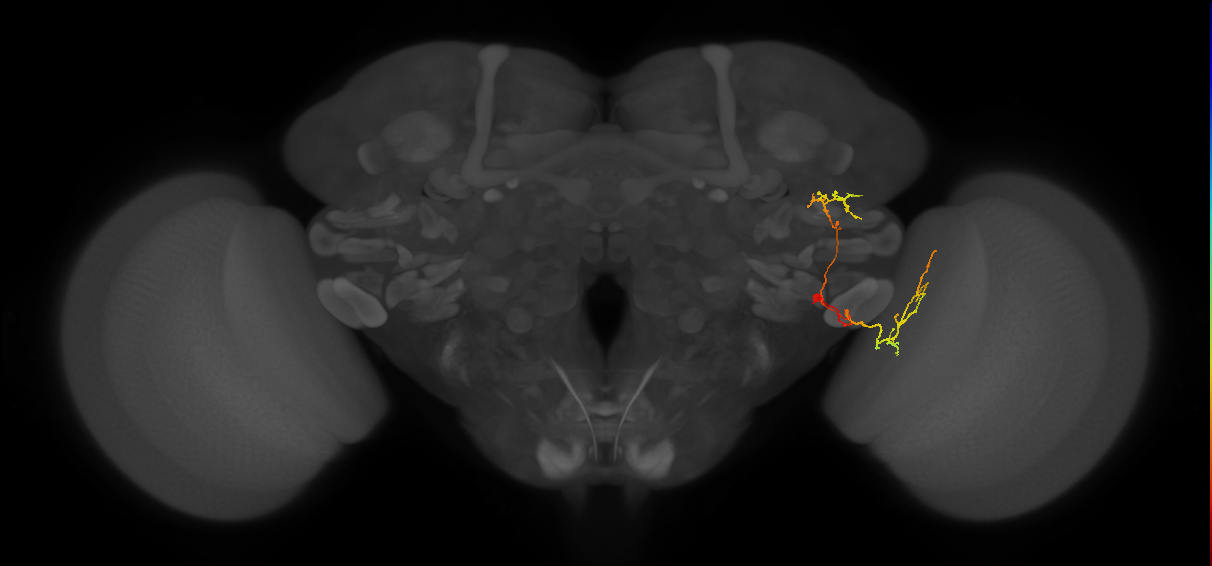 LC43_R (FlyEM-HB:5812993257)