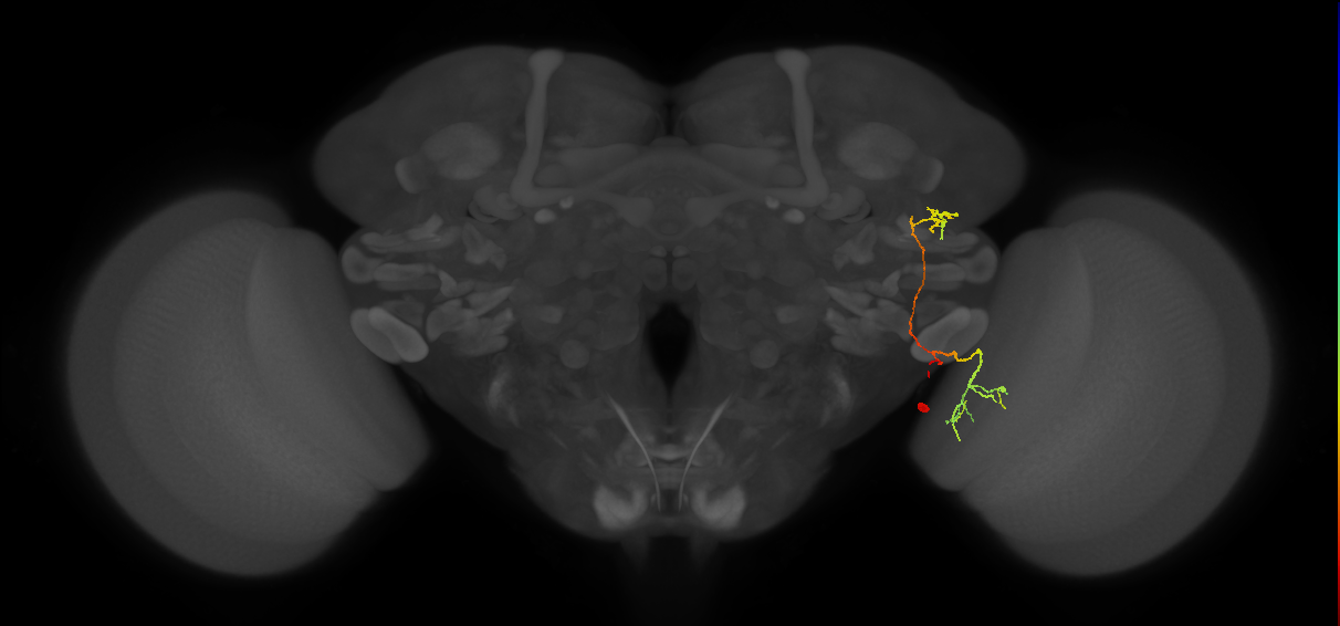 LC43_R (FlyEM-HB:1225114259)