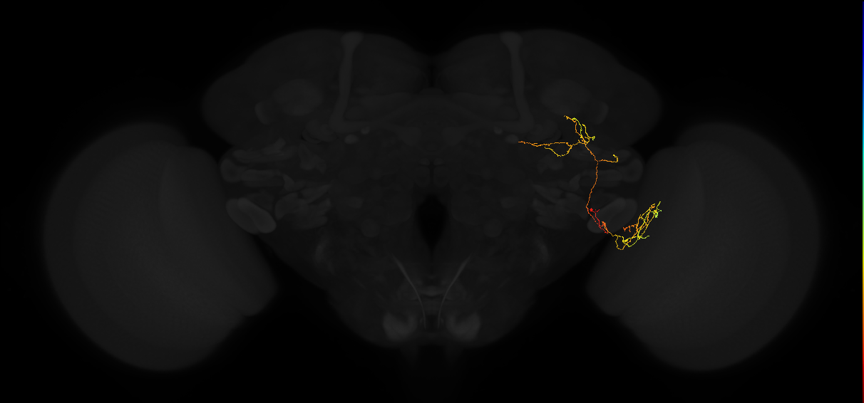 adult optic lobe columnar neuron
