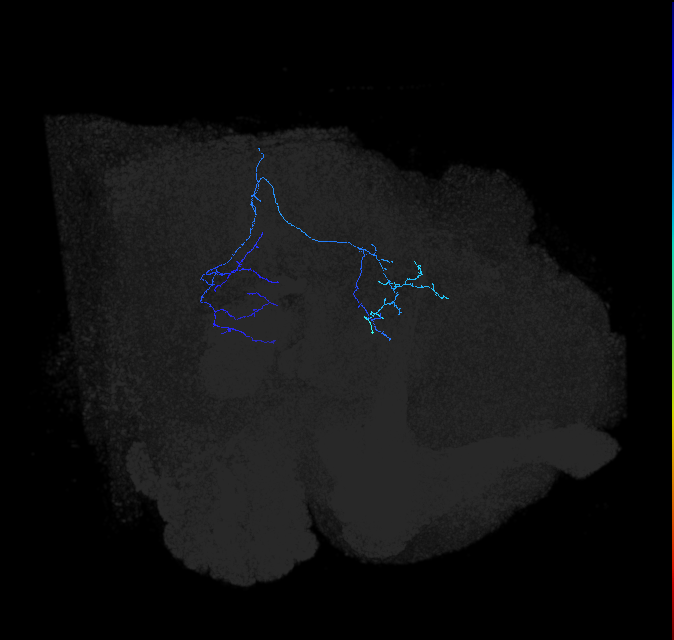 LC44_R (FlyEM-HB:1007891891)