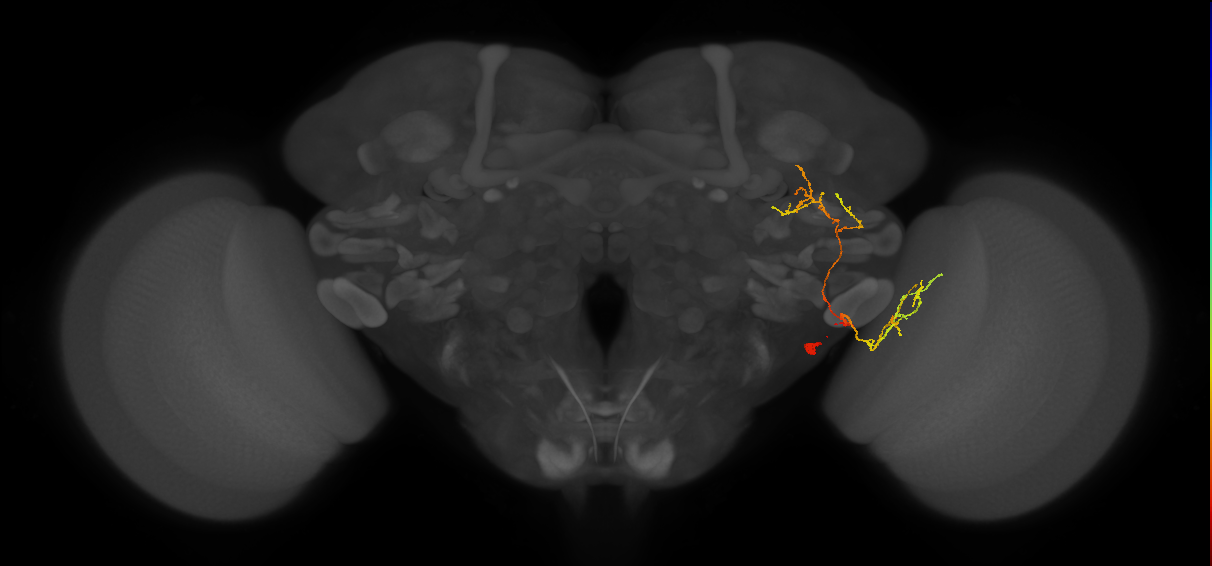LC44_R (FlyEM-HB:1007891891)