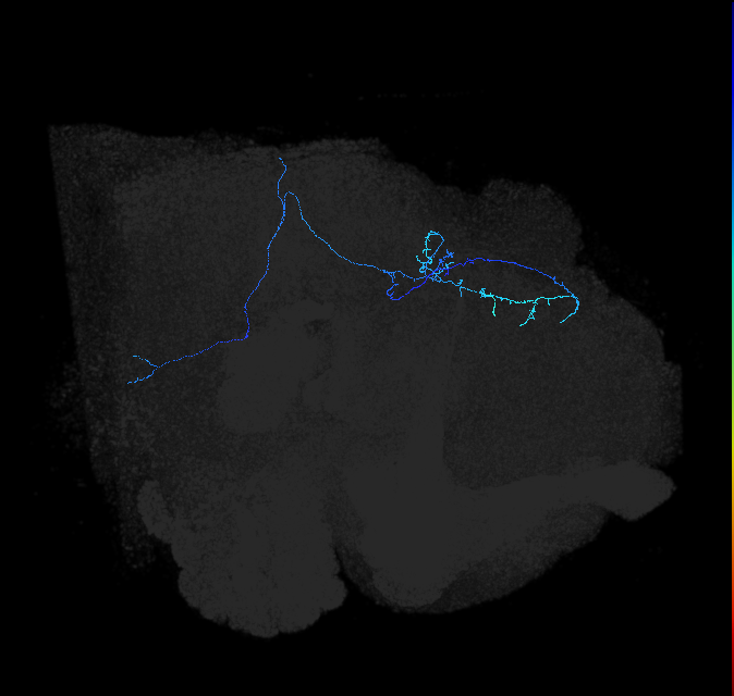 LC45a_R (FlyEM-HB:5812983499)