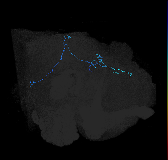 LC45a_R (FlyEM-HB:1408928039)