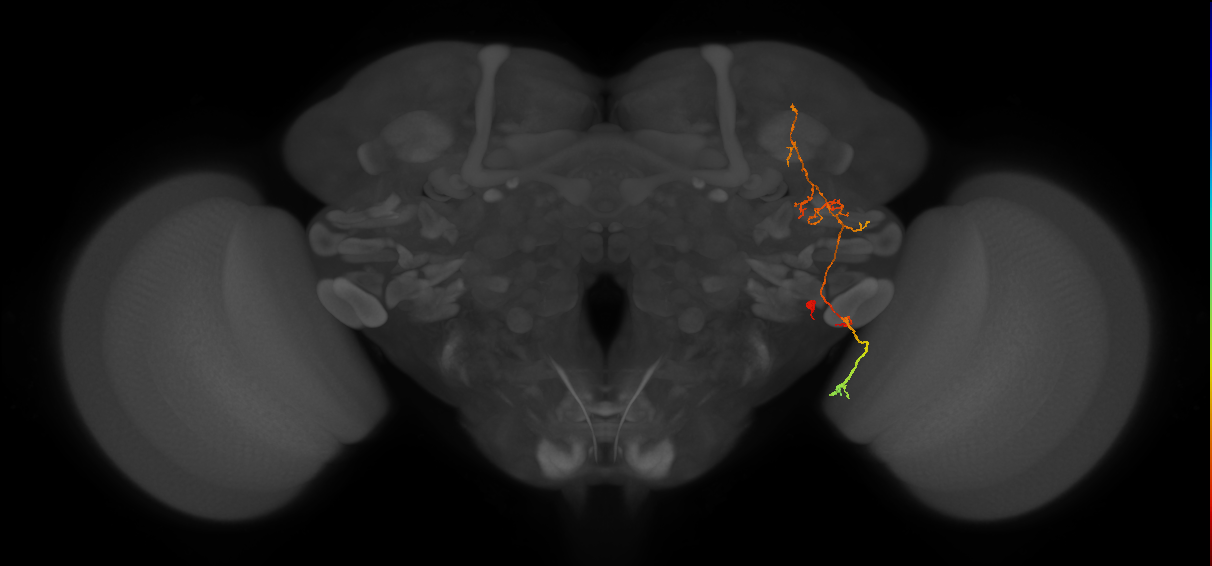 LC45a_R (FlyEM-HB:1408928039)