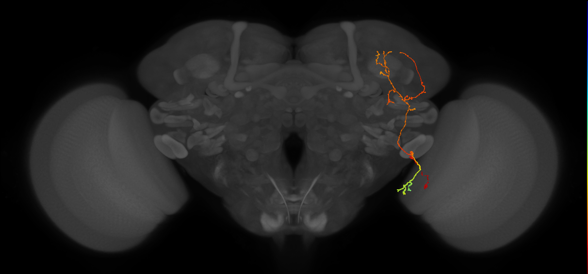 LC45a_R (FlyEM-HB:1316158591)