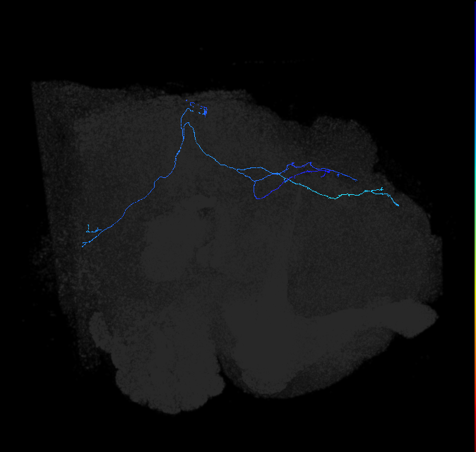 LC45b_R (FlyEM-HB:1714479551)