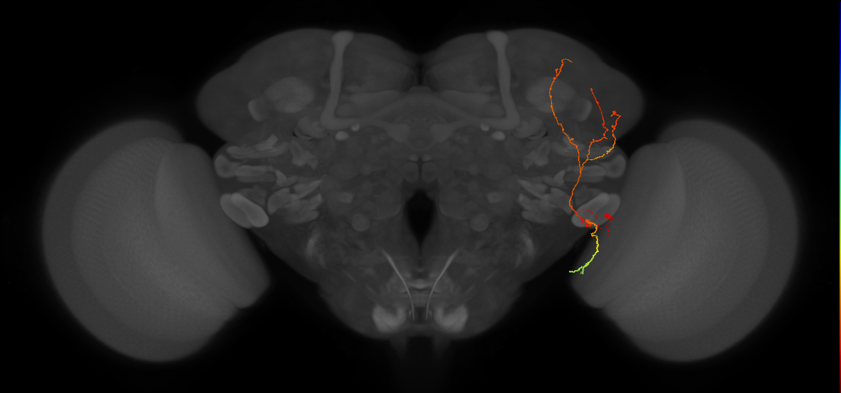 LC45b_R (FlyEM-HB:1714479551)