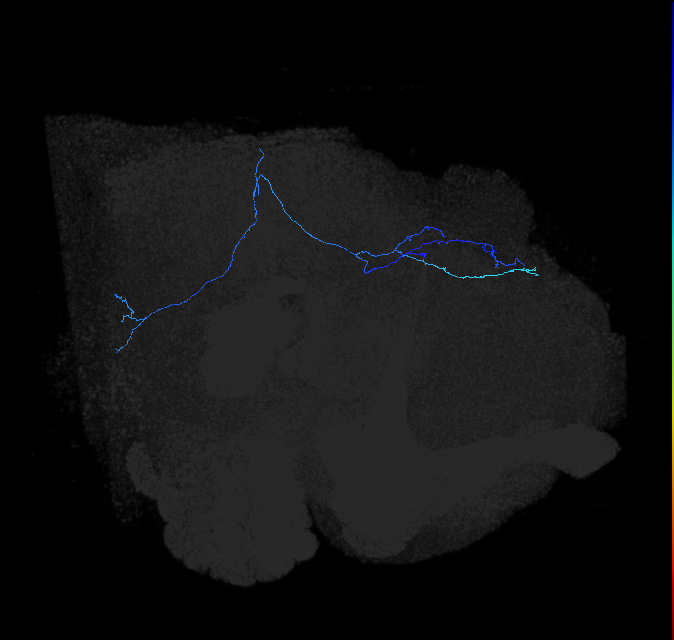 LC45b_R (FlyEM-HB:2343038967)