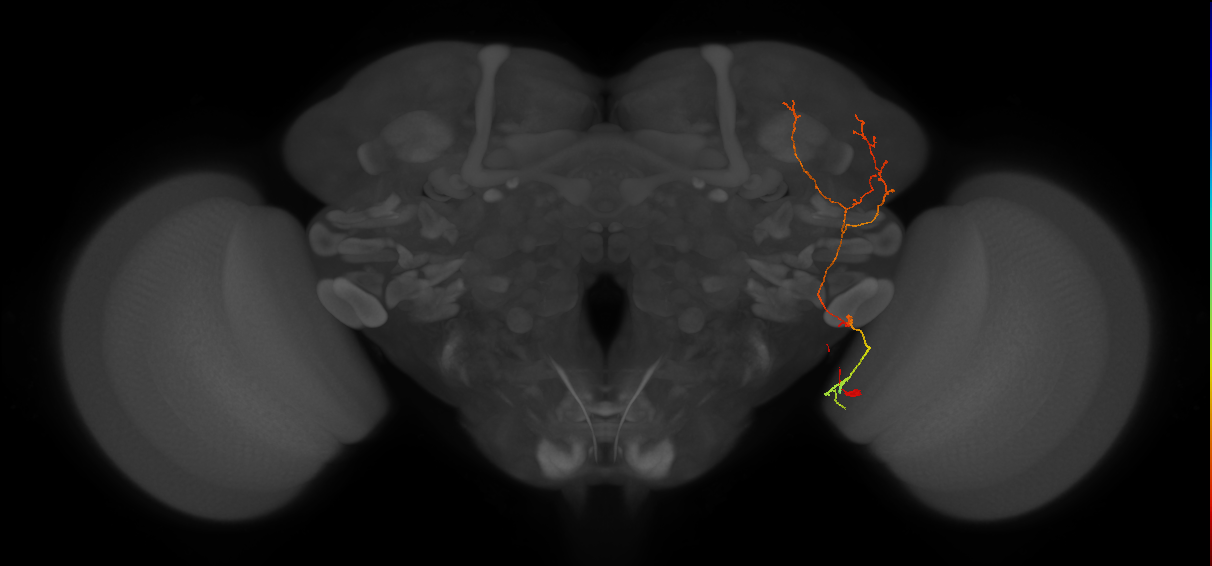 LC45b_R (FlyEM-HB:2343038967)