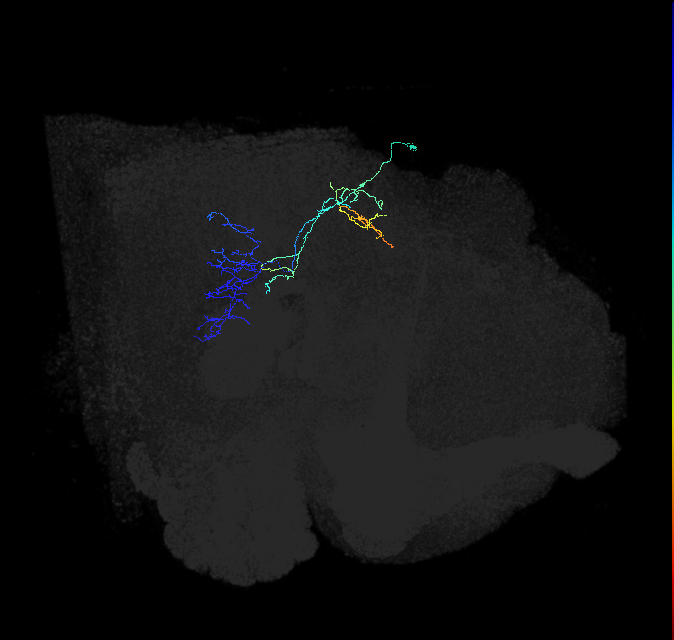 LC46a_R (FlyEM-HB:5812991473)