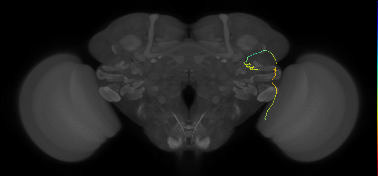 LC6 (FlyEM-HB:1351317122)