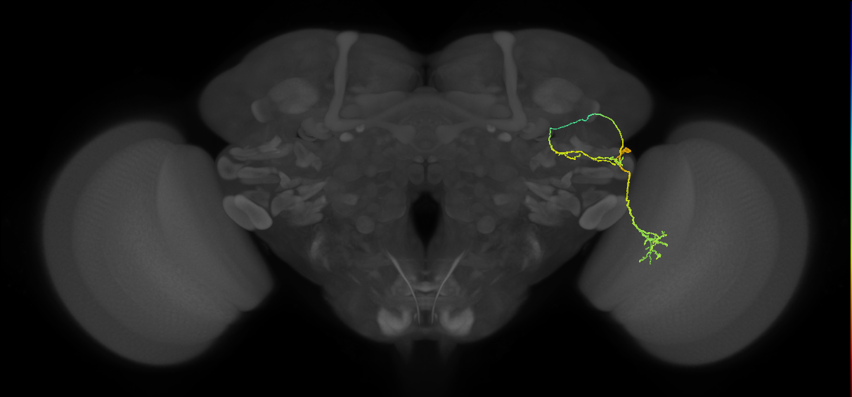 LC6 (FlyEM-HB:1167438288)