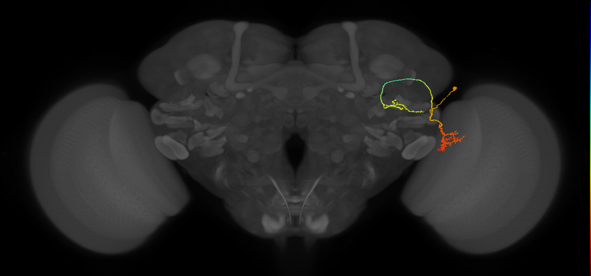 LC6(PLBDL7)_R (FlyEM-HB:1167438189)