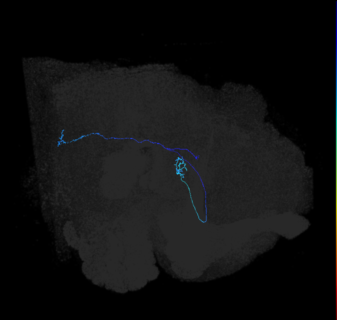 LC6 (FlyEM-HB:5813090856)