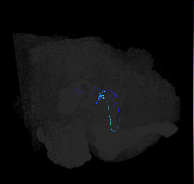 LC6 (FlyEM-HB:1167438283)