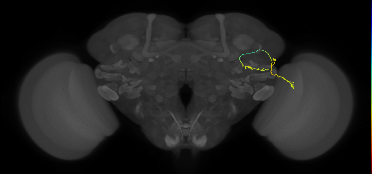 LC6 (FlyEM-HB:1167438283)