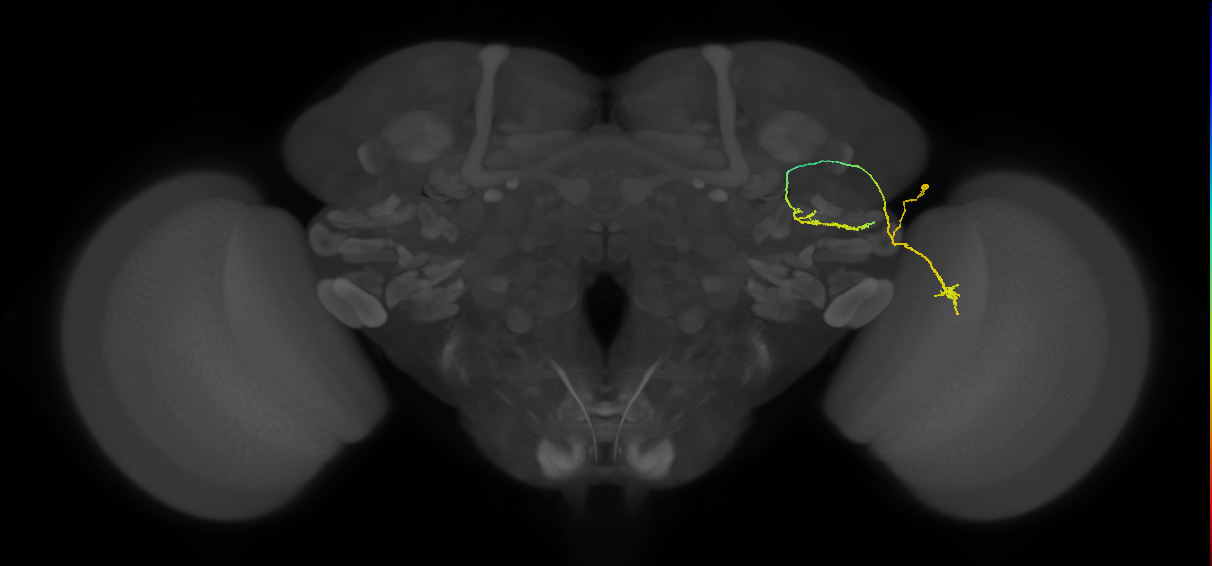 LC6 (FlyEM-HB:1231619255)