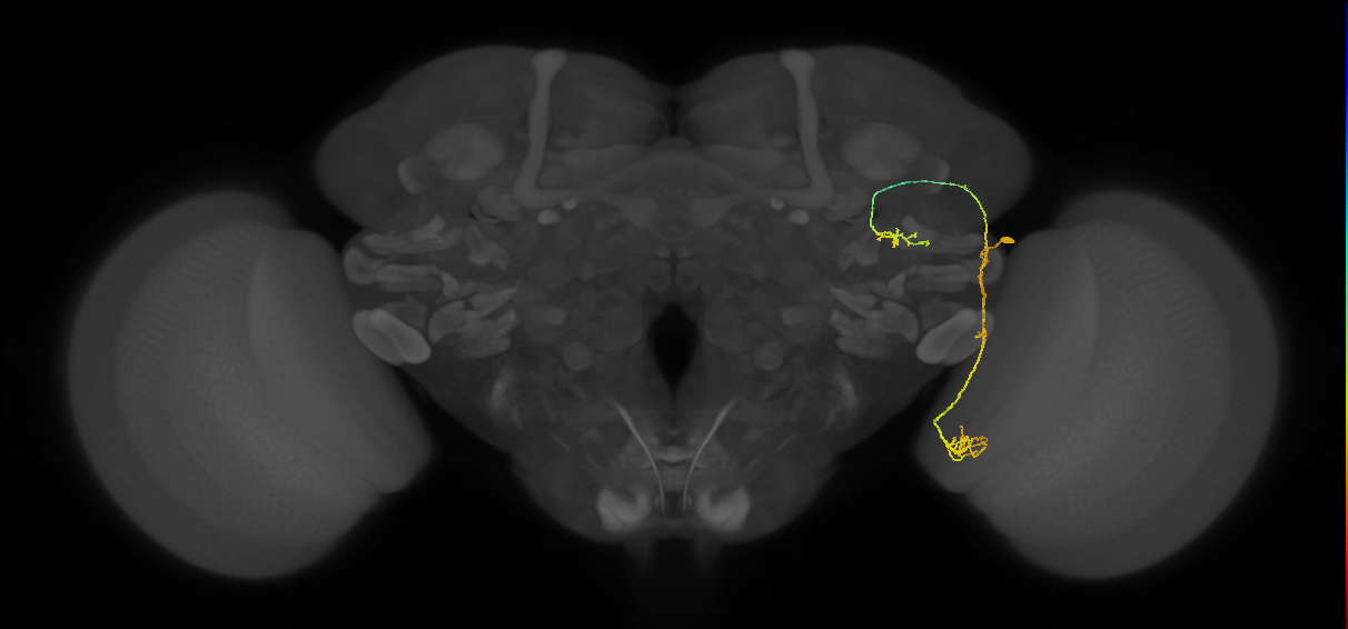 LC6(PLBDL7)_R (FlyEM-HB:1938536260)