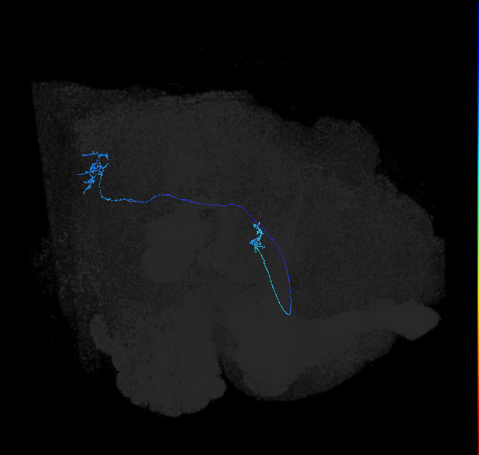 LC6 (FlyEM-HB:1198477582)