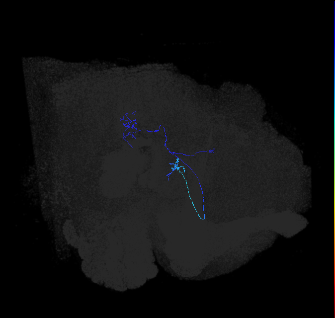 LC6 (FlyEM-HB:1198132028)