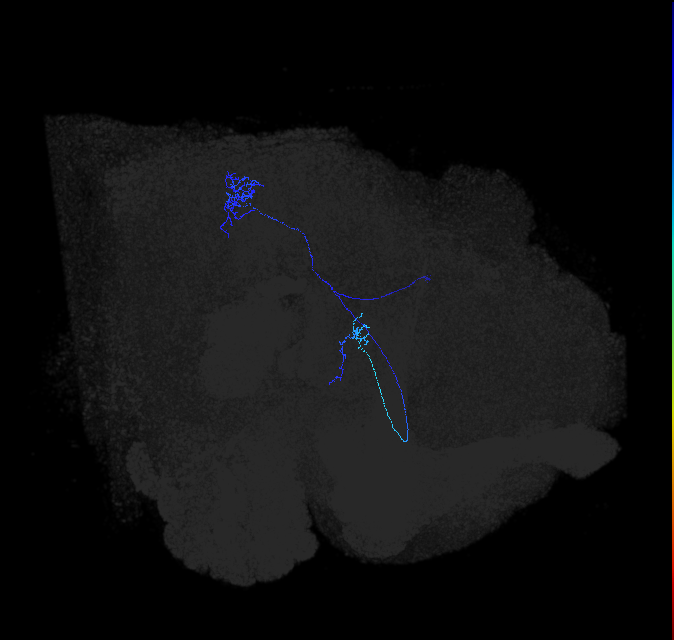 LC6 (FlyEM-HB:1229507863)
