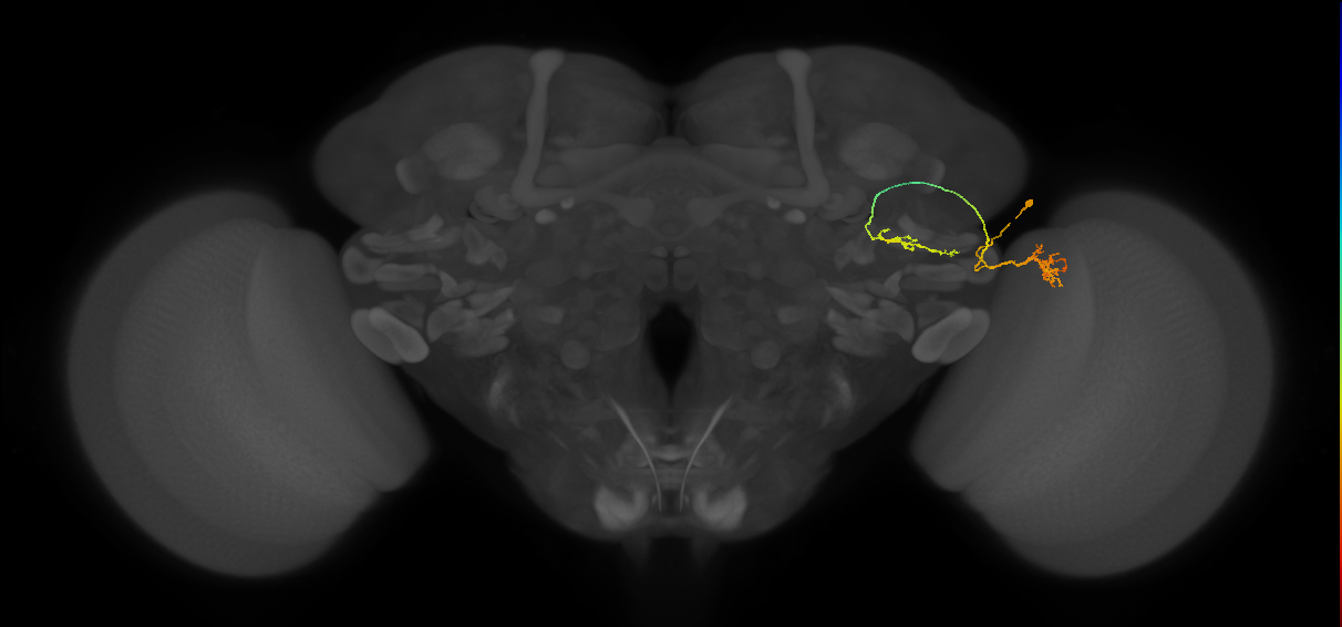 LC6(PLBDL7)_R (FlyEM-HB:1199855170)