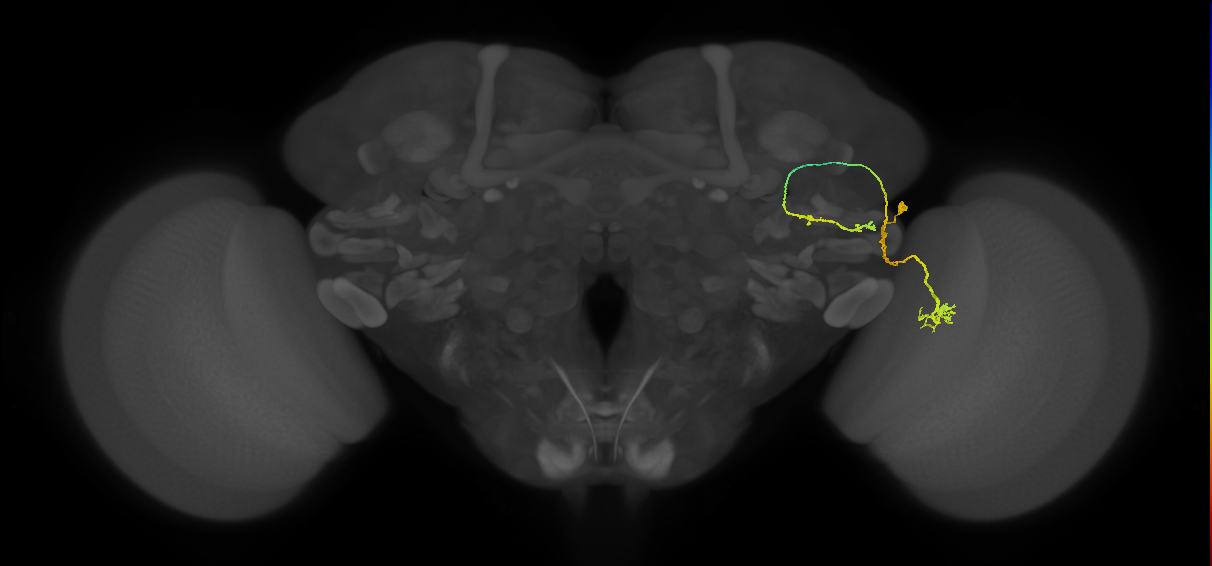 LC6(PLBDL7)_R (FlyEM-HB:1167097258)