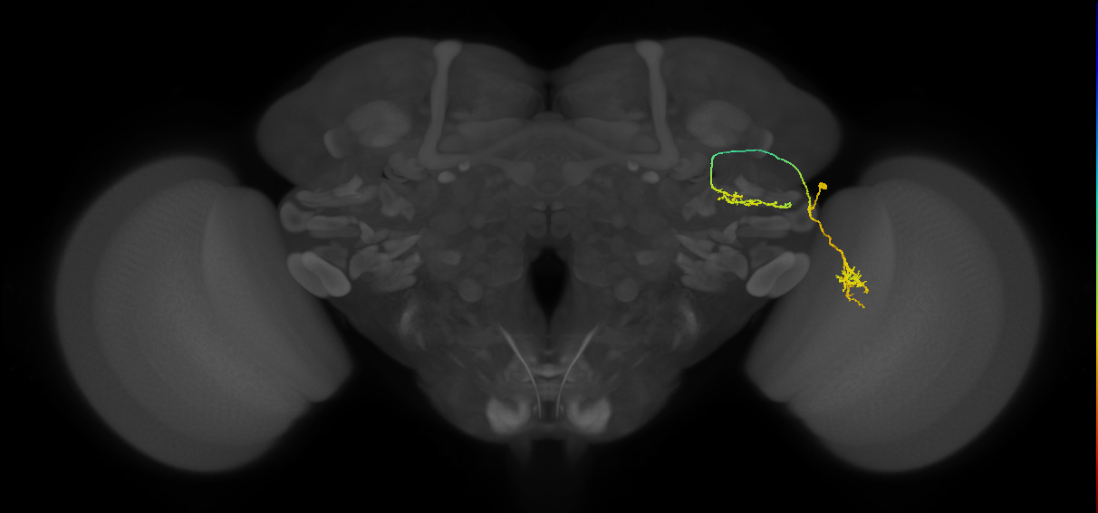 LC6 (FlyEM-HB:1231955849)