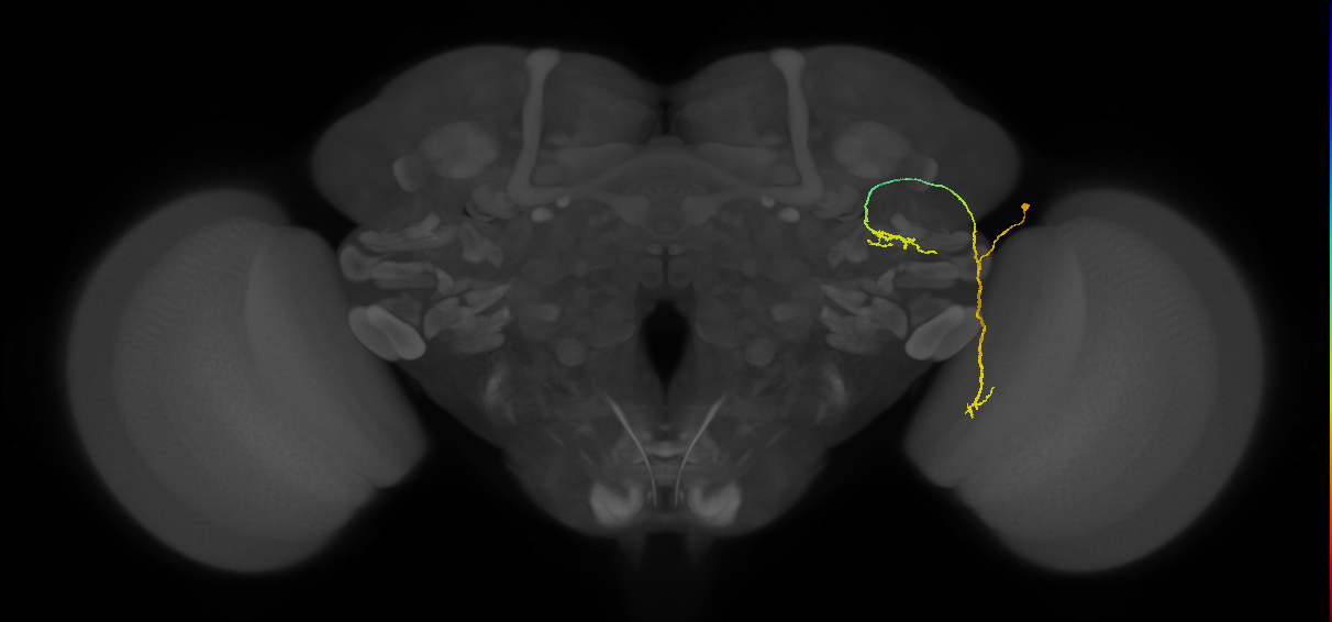 LC6 (FlyEM-HB:1198477590)