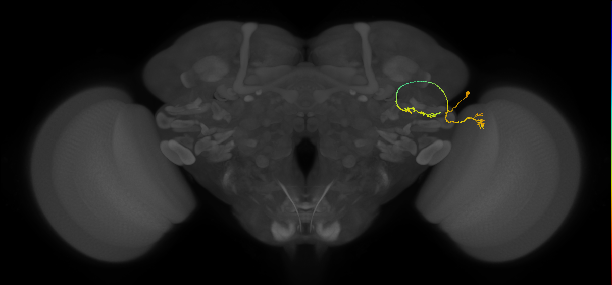 LC6(PLBDL7)_R (FlyEM-HB:1168129036)