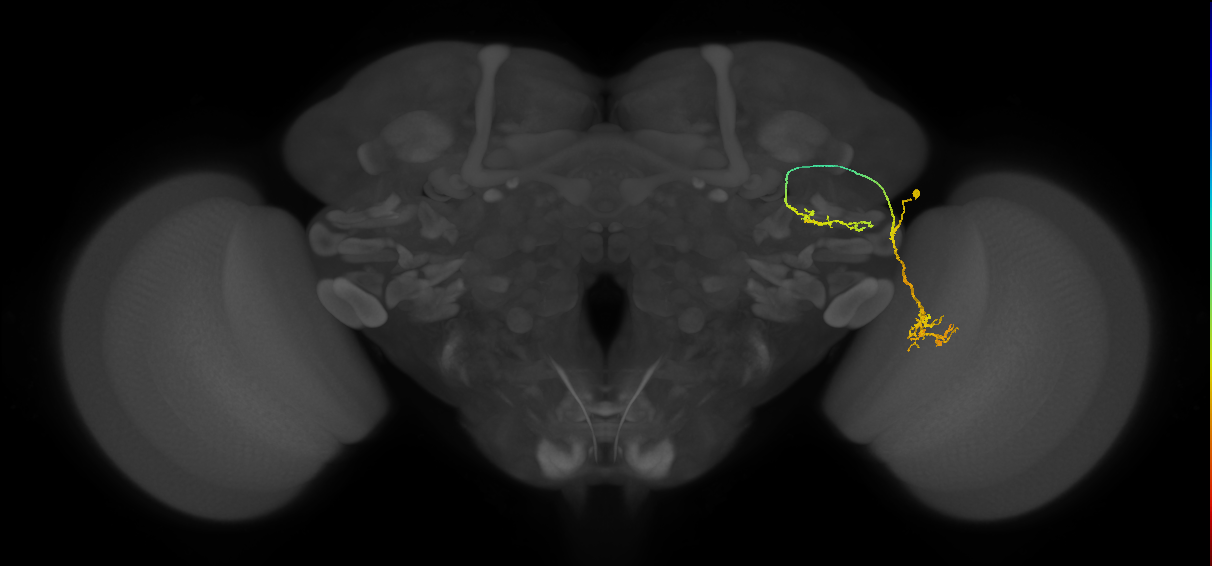 LC6 (FlyEM-HB:1231955819)