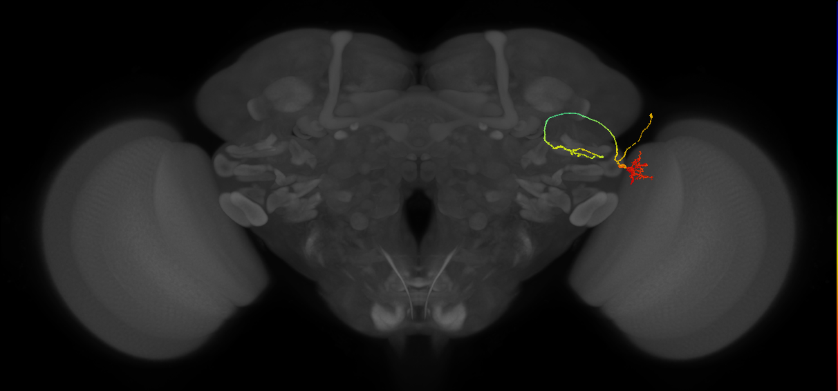 LC6 (FlyEM-HB:1229849059)