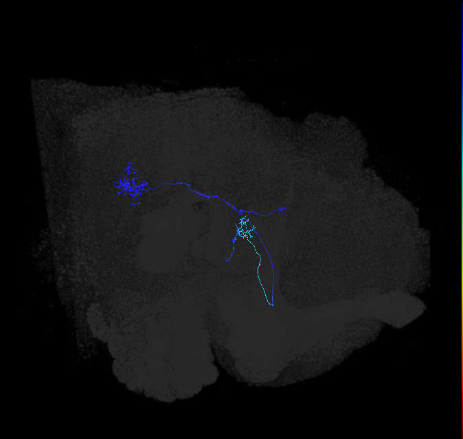 LC6 (FlyEM-HB:1230190149)